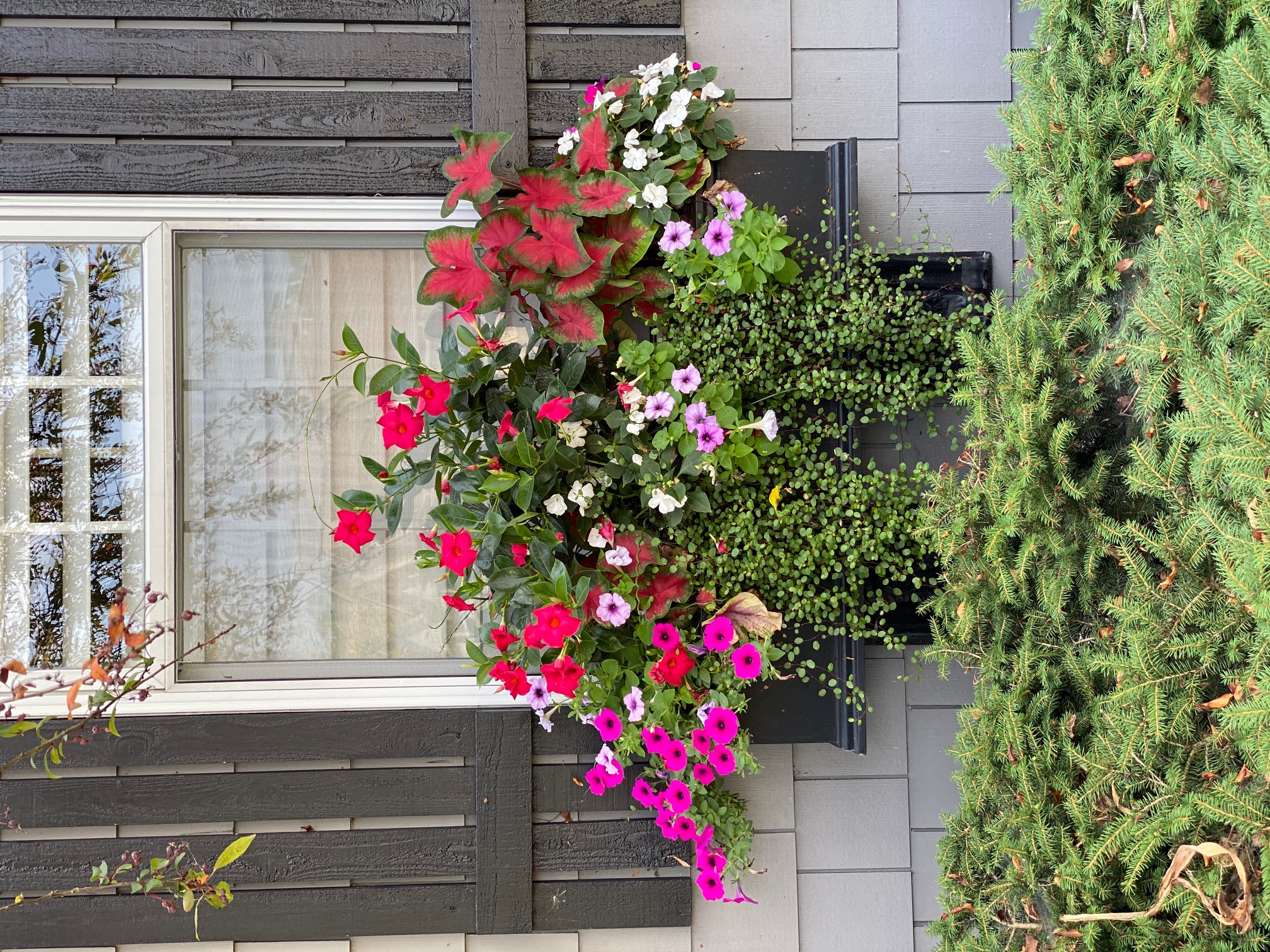 Flower Boxes